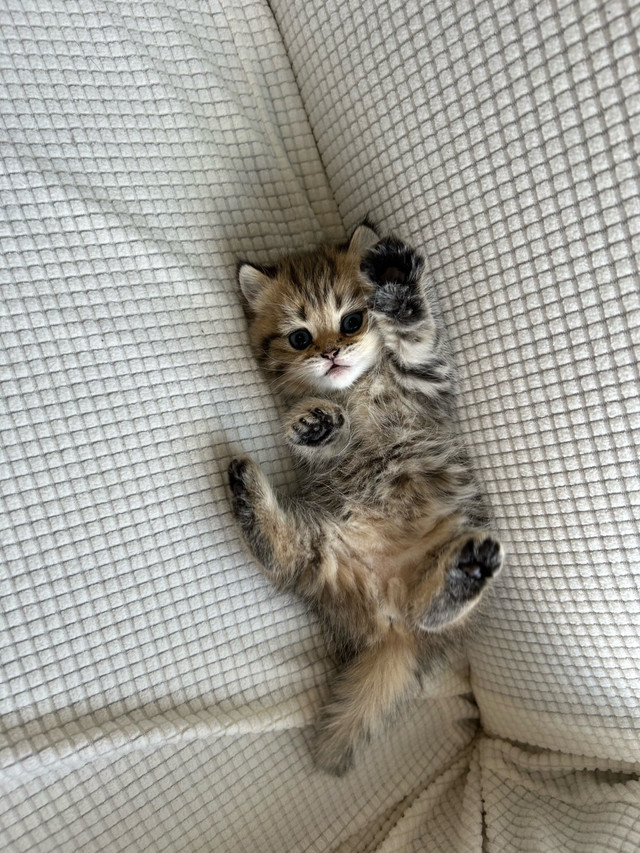 Beautiful British Shorthairs kittens ( 2 remaining) in Cats & Kittens for Rehoming in Moncton - Image 4