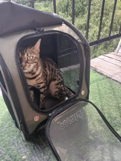 Sac à dos de transport pour chat/petit chien léger NEUF!, View more