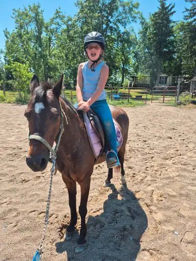Sweet 12 Hand 7 Year Old Pony Mare, View more