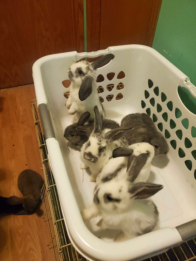 Baby bunnies  in Small Animals for Rehoming in Medicine Hat - Image 3