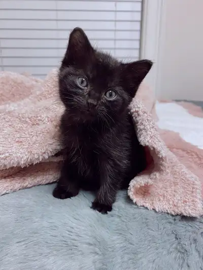 Looking for a black kitten for a companion for my new puppy. Located in Lower Sackville.