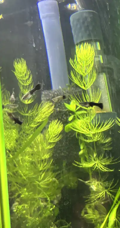 fancy guppy fish $5 for a pair, View more