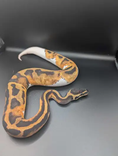 ball python , View more