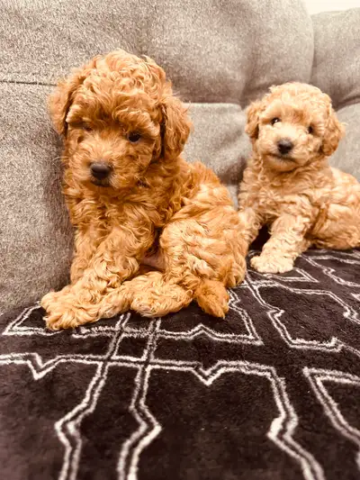 Toy poodle puppies, View more