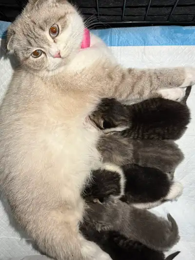 Scottish Fold Kittens, View more