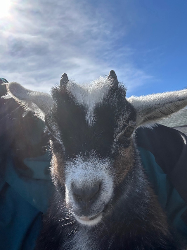 Nigerian Dwarf goats for rehoming  in Livestock in Calgary - Image 3
