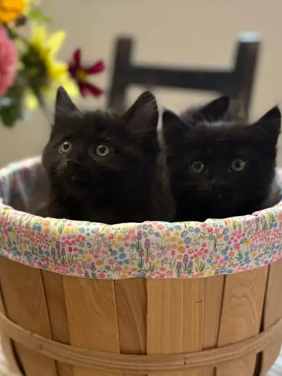 Beautiful Black Long-Haired Kittens Ready for Their New Homes, View more