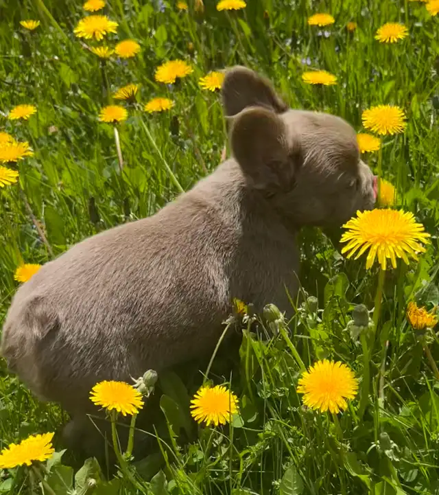 Isabella Fluffy French Bulldogs in Dogs & Puppies for Rehoming in West Island - Image 6