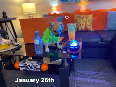 The sweetest little chihuahua puppies are now available for their Fur-Ever Homes!! They went to the...