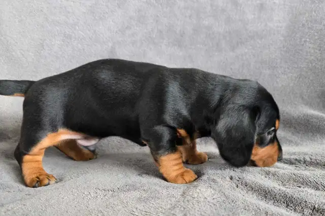 Miniature Dachshund Puppies in Dogs & Puppies for Rehoming in Oakville / Halton Region - Image 4