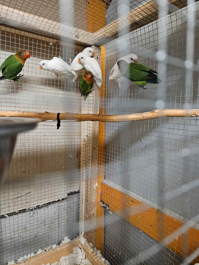 inséparables  dans Oiseaux à adopter  à Laval/Rive Nord