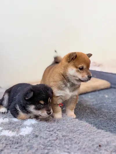 As a CKC and NIPPO REGISTERED kennel we are happy to announce we have openings on our reservation li...