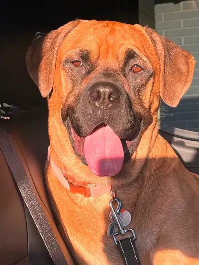 Mastiff mix pups 2 boys left ready to be homed . Vaccinated and dewormed. French Mastiff mix Pick up...