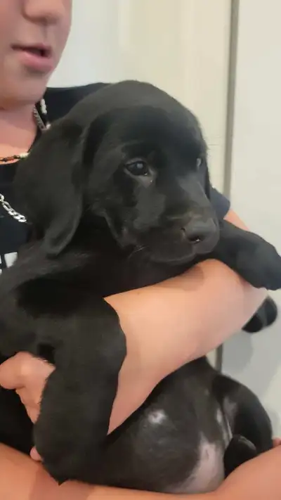 Ready today-  only 2 left!  CKC Registered Labrador Retrievers , View more