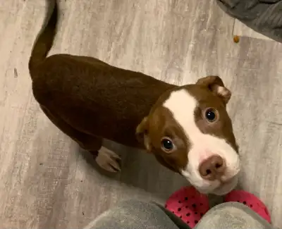 Puppys for adoption to forever homes, View more
