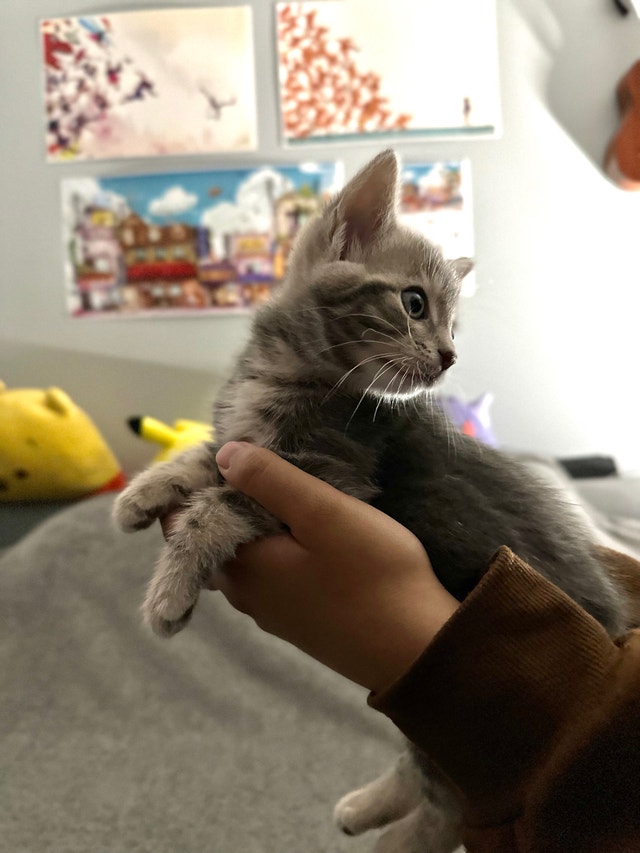 Baby Kitten with Litterbox and Kibble Cats & Kittens for Rehoming