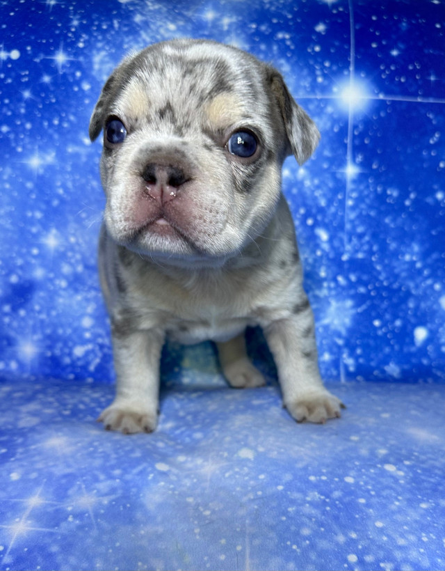 Purebred French Bulldog Puppies in Dogs & Puppies for Rehoming in Markham / York Region - Image 4