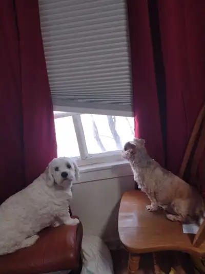 need pet friendly rental