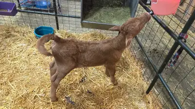 Beef Bottle Heifer Calves , View more