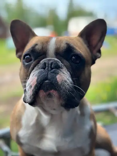 French bulldog, View more