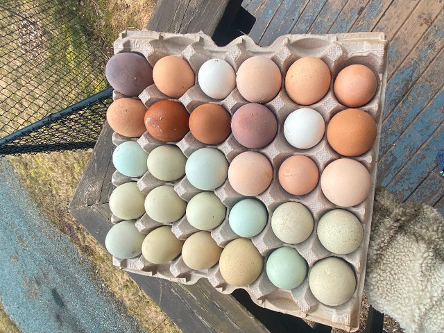 Colourful hatching eggs in Livestock in City of Halifax