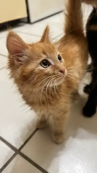 kittens for sale!, View more