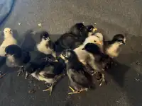 12 - 2 week old chicks standard 