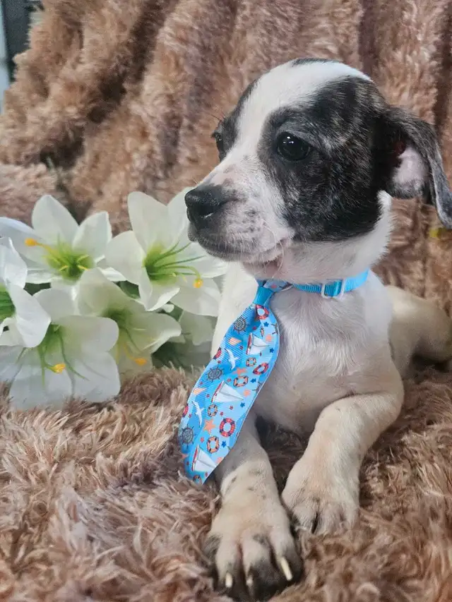 Magnifique chihuahua melanger** woww  quel beaute** in Dogs & Puppies for Rehoming in City of Montréal - Image 10