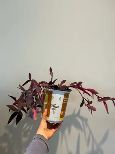 Purple Heart Houseplant 6” Pot, View more