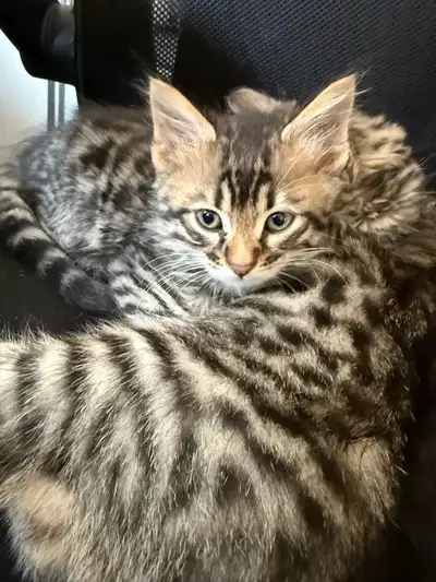 Available NOW Kittens! Bengals /tabbys, View more