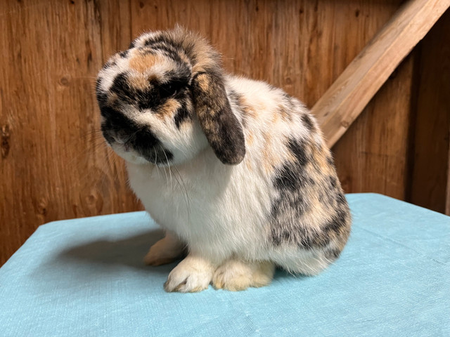 Purebred Holland Lops  in Small Animals for Rehoming in Oshawa / Durham Region - Image 2