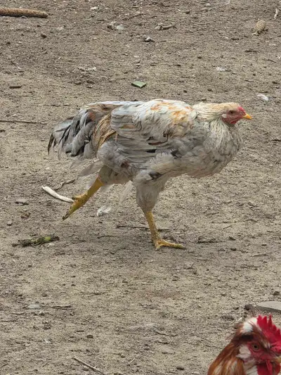 SUNDAY SEPT 13 PICKUP - $18/EA ROOSTERS UNDER 1 YR, View more