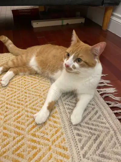 CONTACT ME ON MY NUMBER: 514-576-7763 CAT NEEDS TO BE MOVED ASAP 11 month kitten looking for a new h...