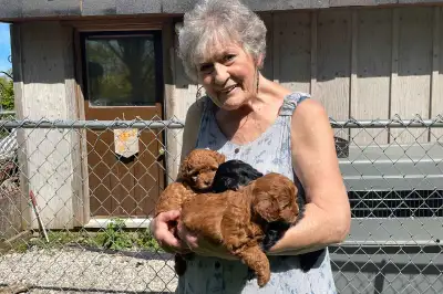 Shih Poo puppies, London area, View more