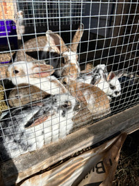 PENDING Baby bunnies!