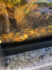  SOLD OUT   Neocaridina shrimps mix group of yellow and orange