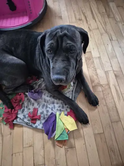 Cane Corso/Mastiff mix 17 mos old, View more