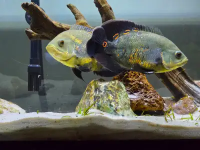 Breading size pair