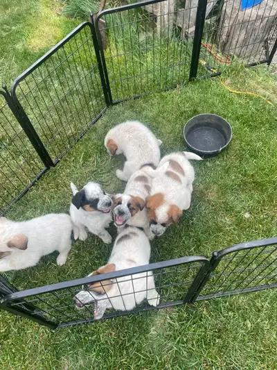 Puppies for Sale, View more