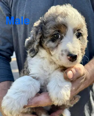 Cutest mini bernedoodles! , View more