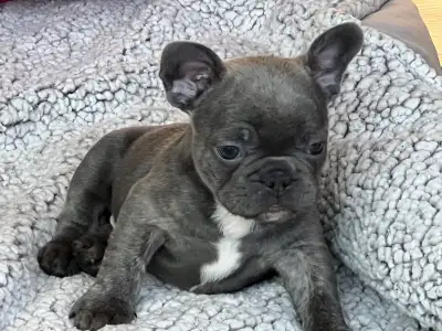 French Bulldog, View more