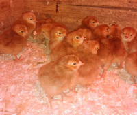 Purebred Rhode Island Red chicks 