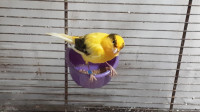 Male SINGING CANARIES from breeder