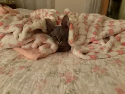 Purebred Sphynx kitten , View more