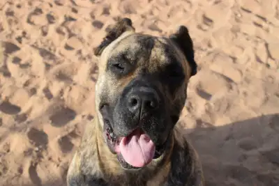 Free Dog for Rehoming, View more