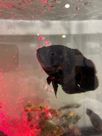 Oscar fish 