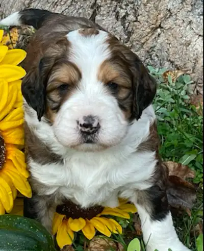 Bernedoodles-Puppies of  Excellence - Potential Therapy/Guide, View more