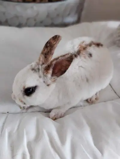 bébé mini rex , View more