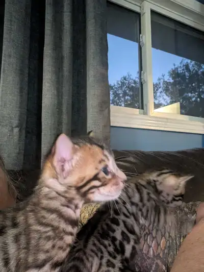 TICA Reg Quality Purebred Bengal Male Kitten, View more