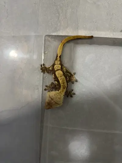 very tamed Bent-toed gecko with free fruit purée, View more